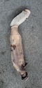 POLARIS-ASM-EXHAUST PIPE,TWIN - POLARIS - 1263019-1263019